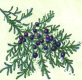 drawing of juniper branch