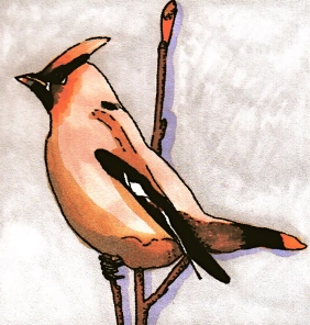 waxwing-revised